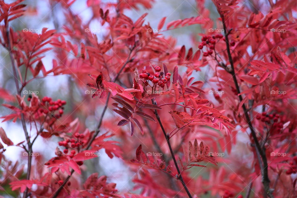 Close-up of berry fruit on tree