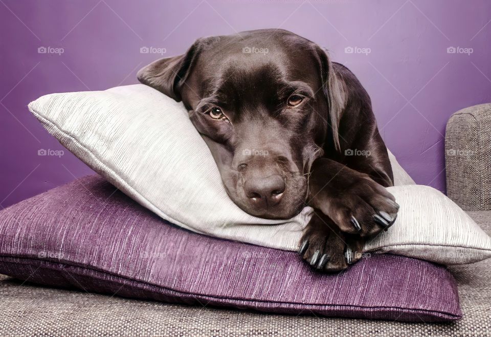 lovely retriever dog liying on pillows.