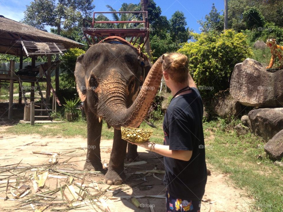 Feeding elephants.