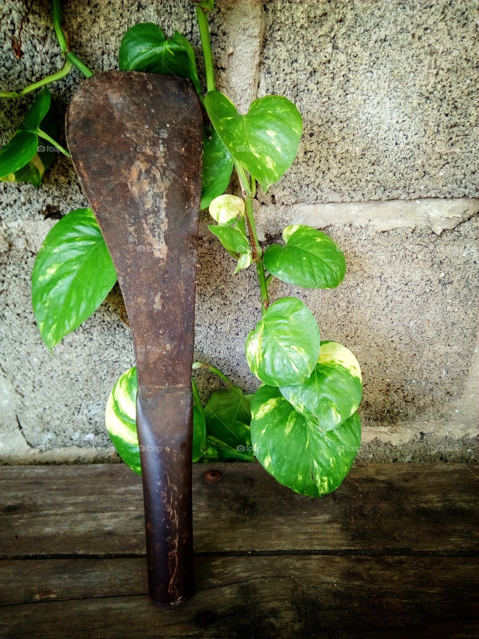 Antique knives,gardening tools, knife