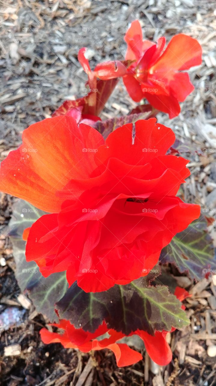 This is a Begonia