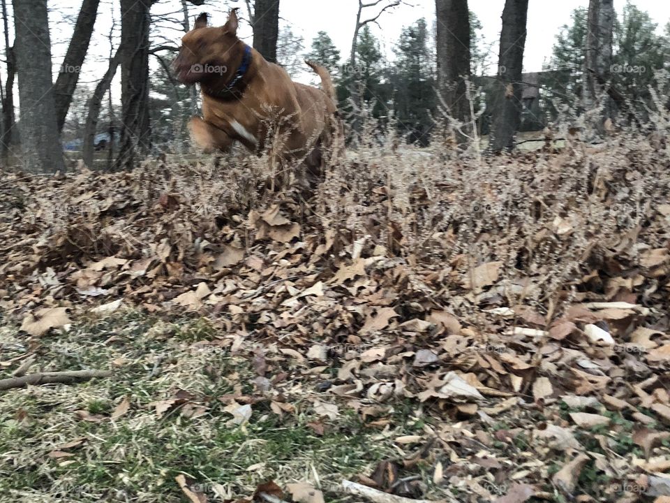Action shot of my Dogue de Bordeaux, Thor. He loves being outside. 