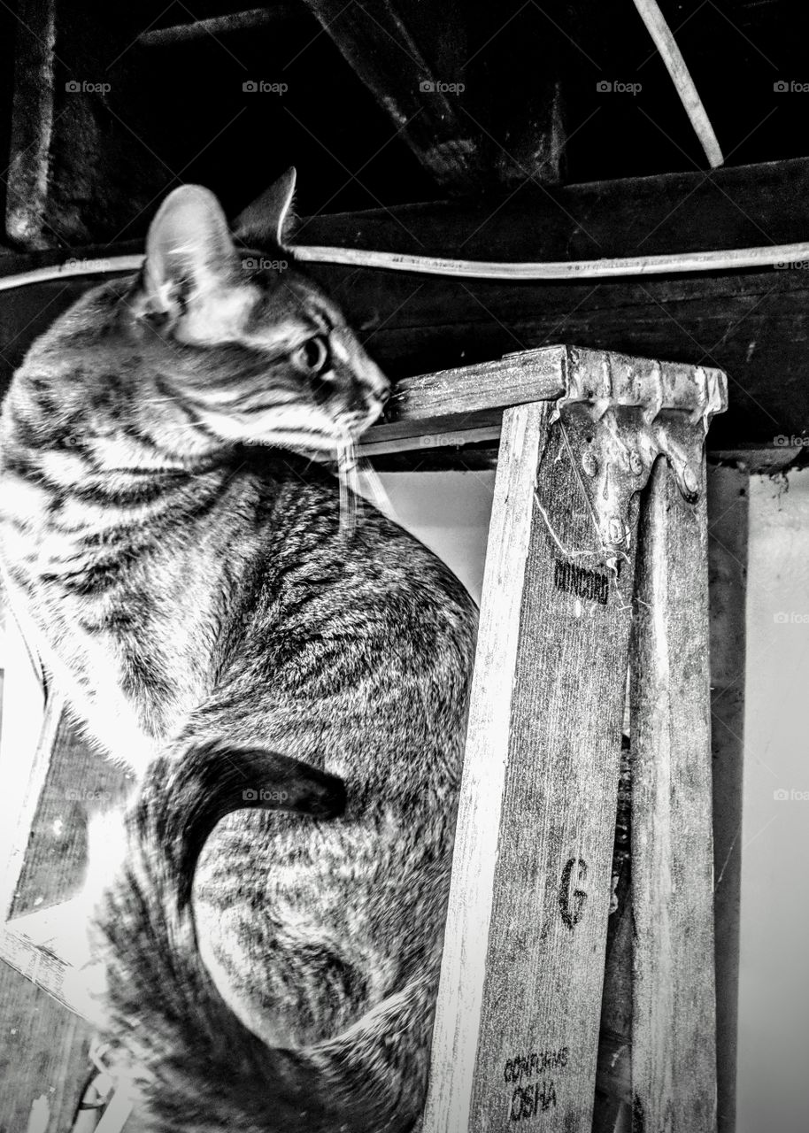 Cat On A Ladder