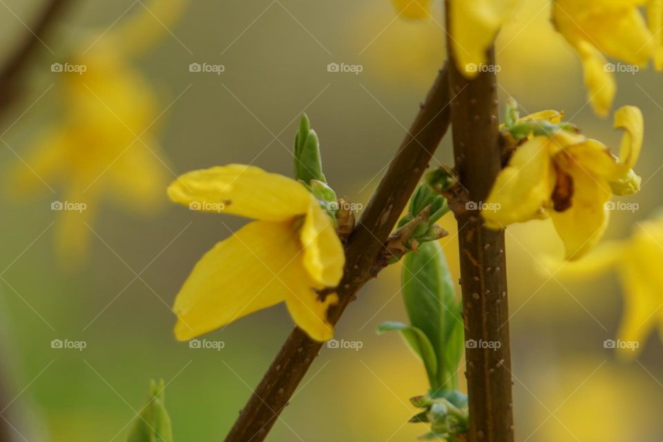 Jasminum nudiflorum