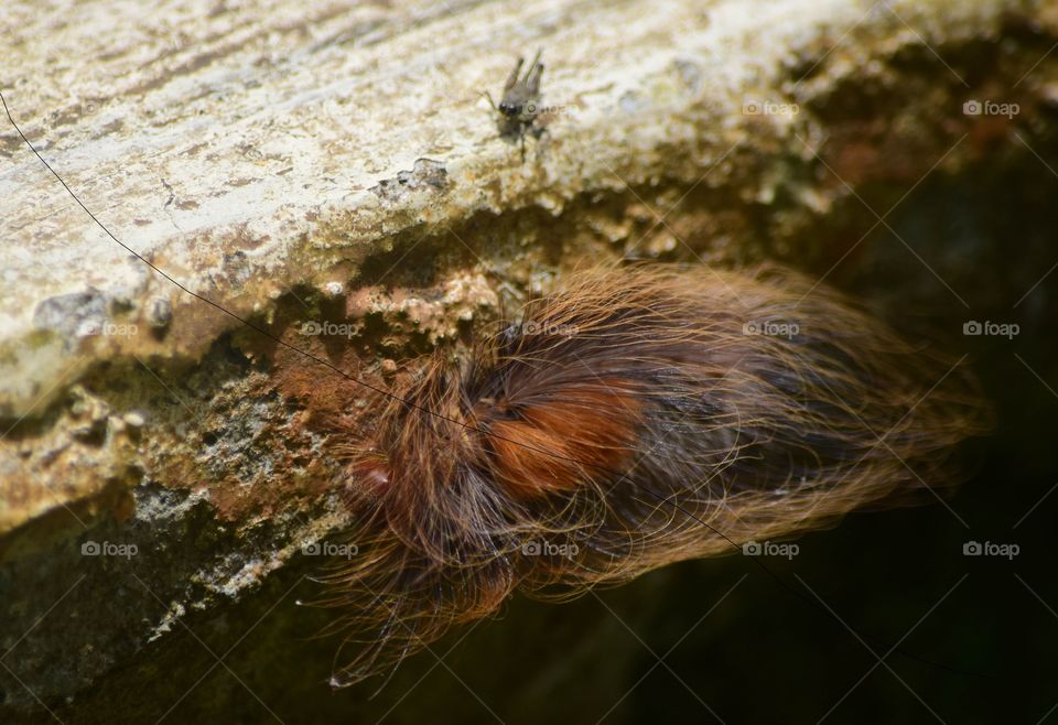 hairy Caterpillar