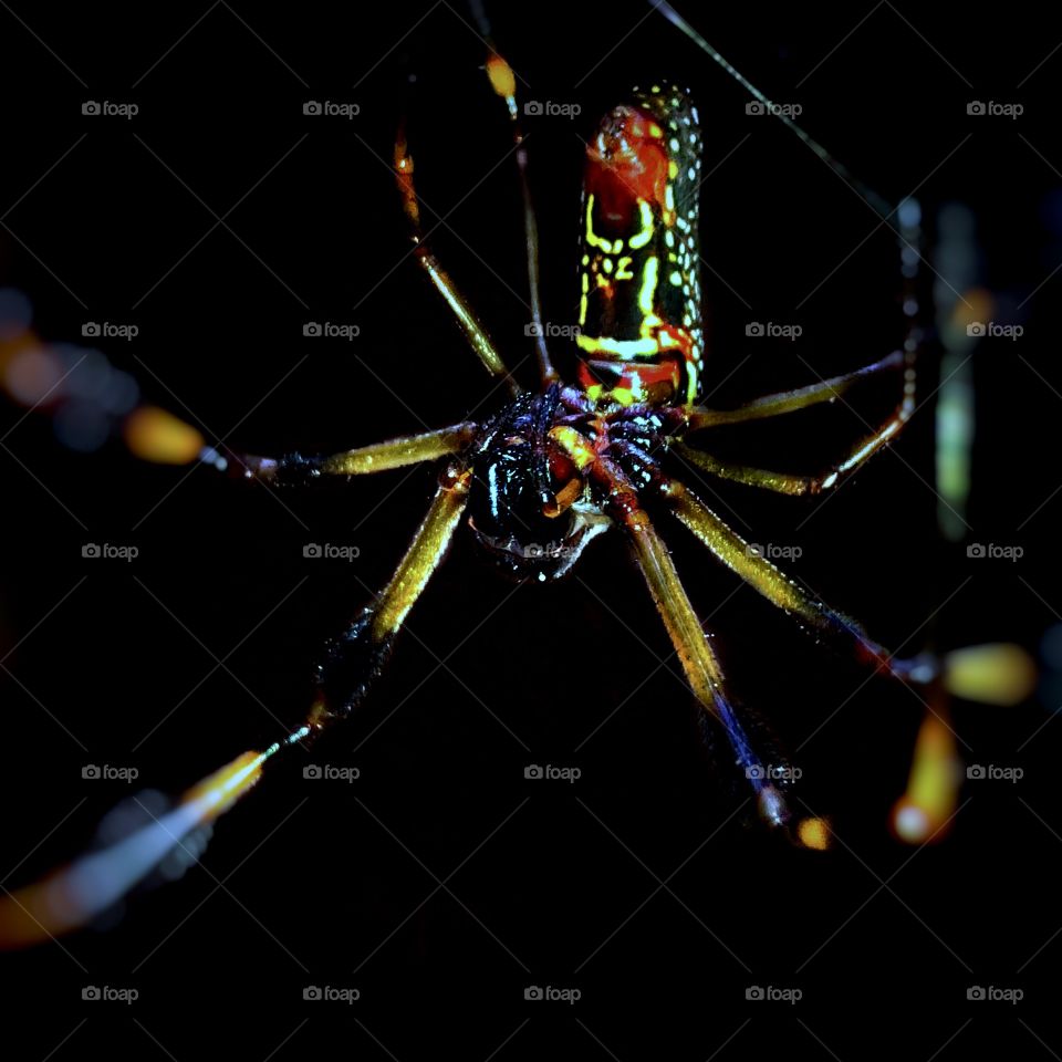 Psychedelic Weaver (shot with Camera+ app)