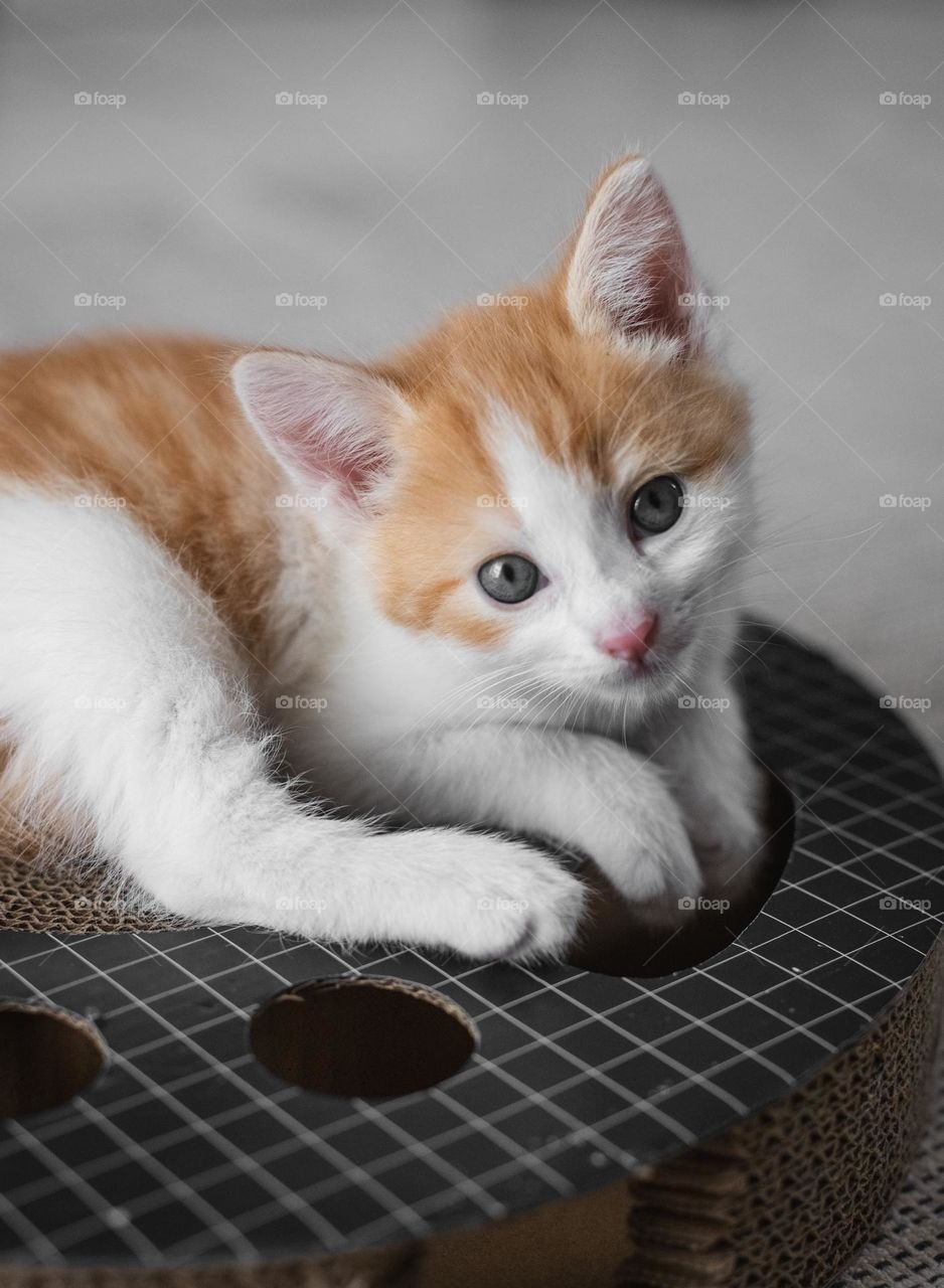Portrait of one small beautiful red-and-white kitten sitting on a round cardboard toy with holes, a ball and a scratching post and looking directly at the camera during the day in the salon on the floor, close-up side view.