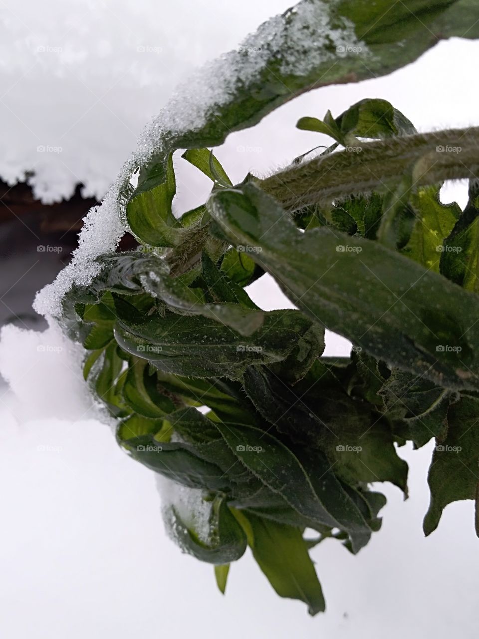 green plant under snow