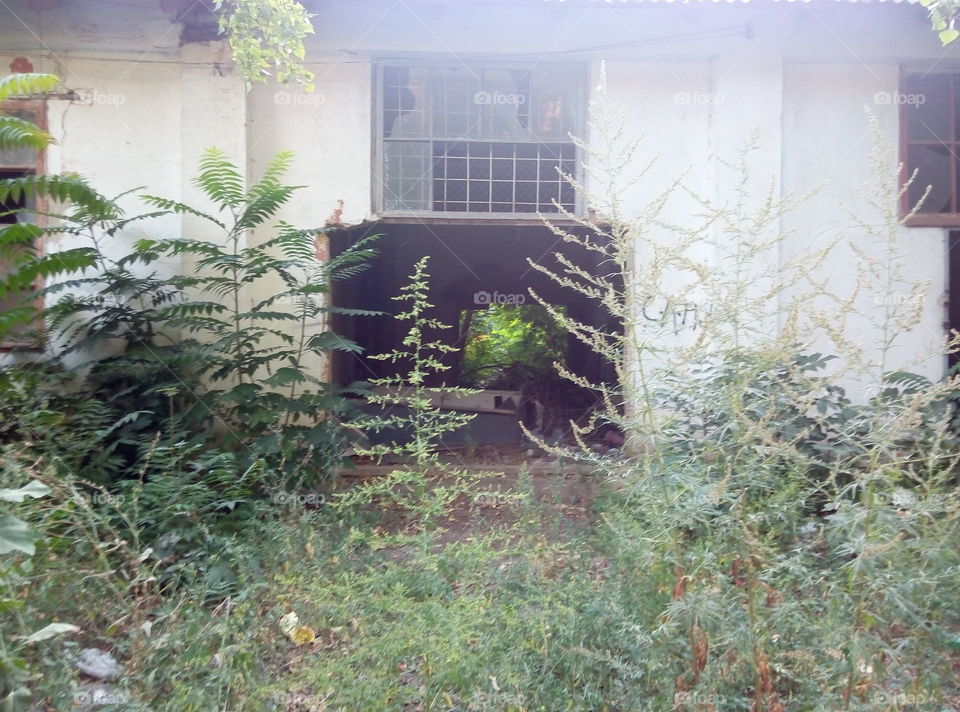 руины дома заросли