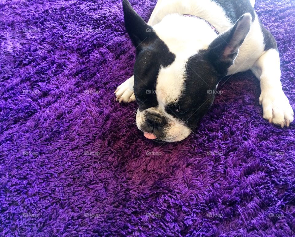 The lush purple rug 