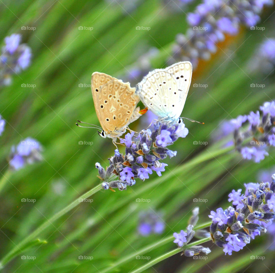 Two butterflies in lavender field