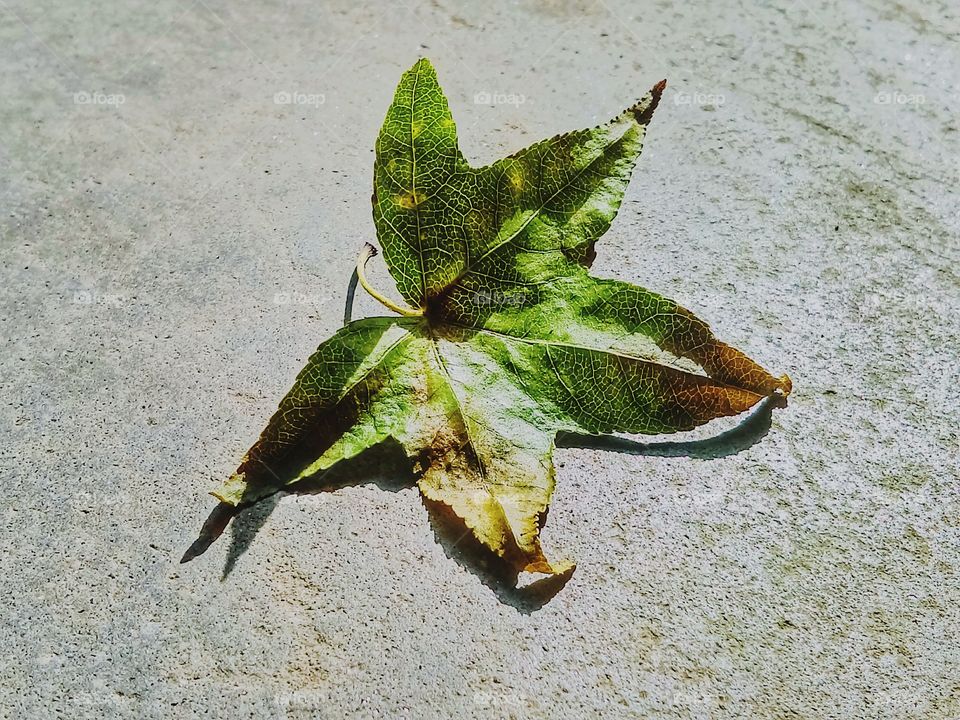 leaf that fell during storm