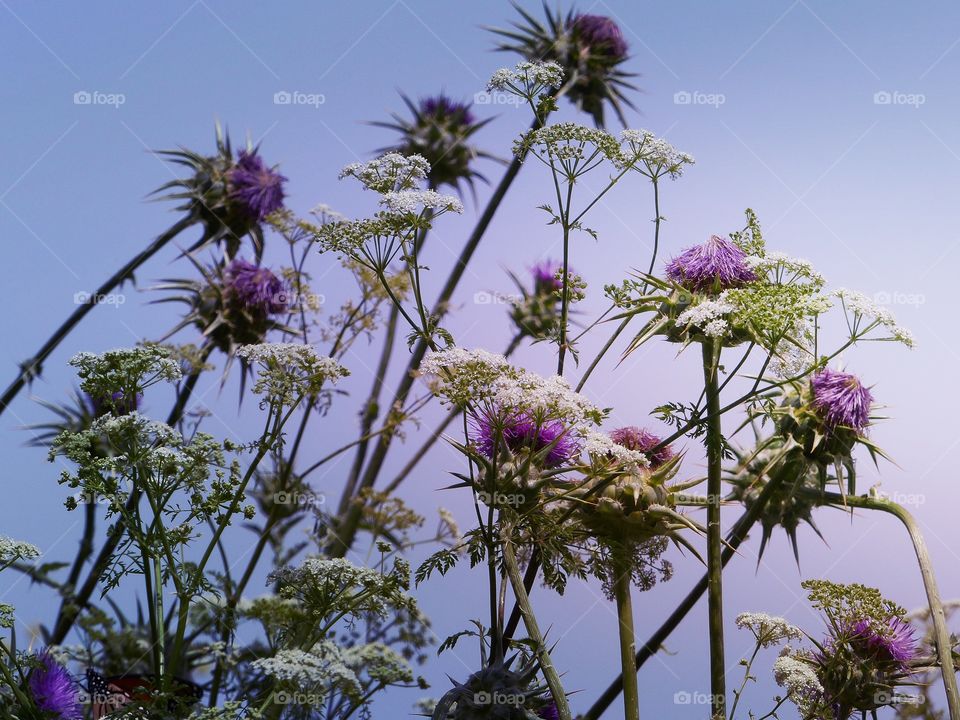 Wild medley of thistle and white flowers 