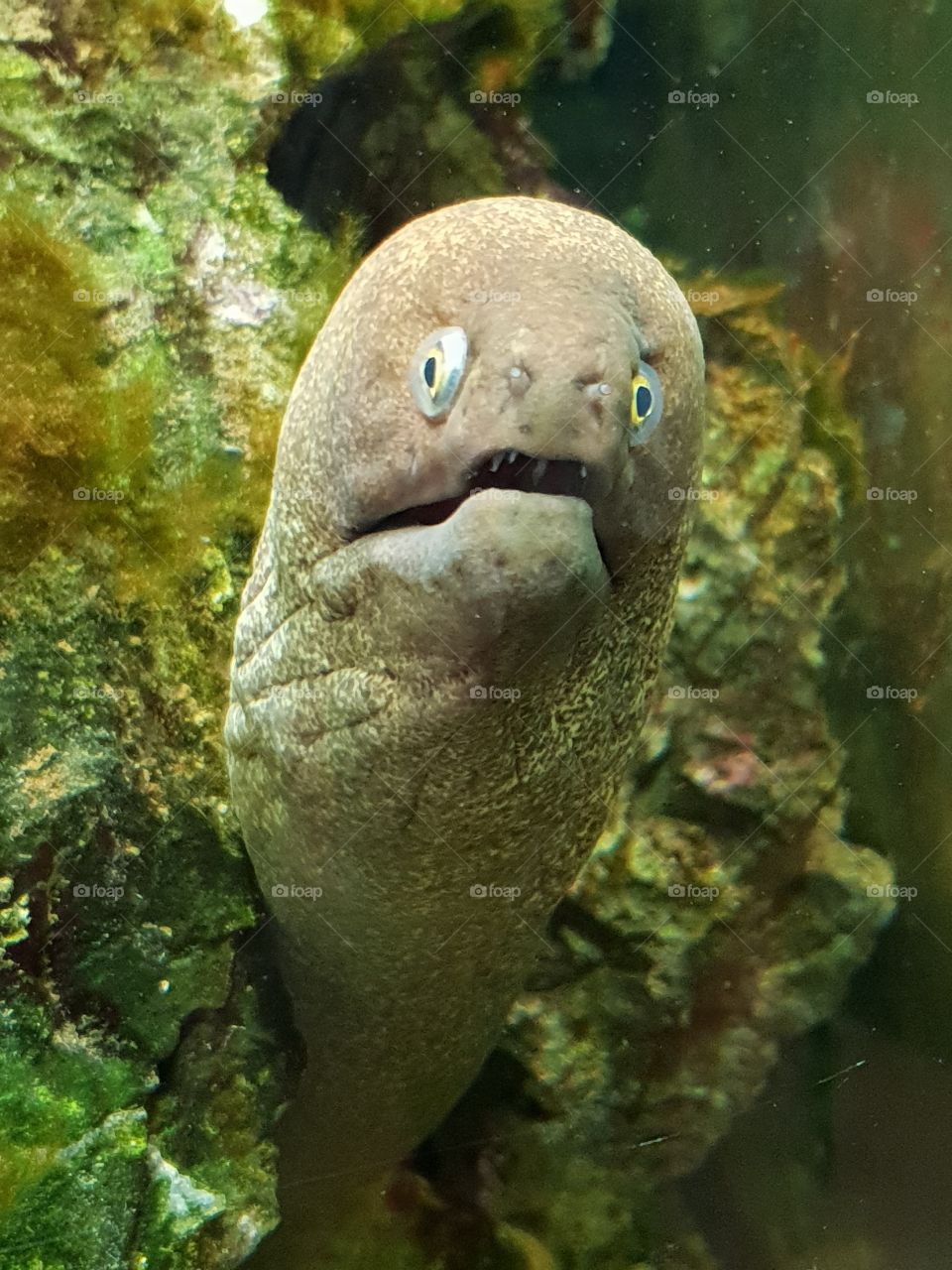 eel