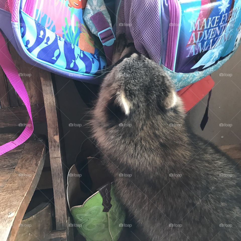 Cute pet raccoon checking backpacks for snacks