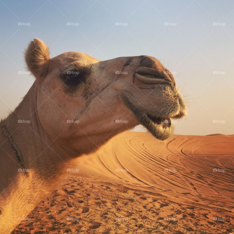 Happy Camel!