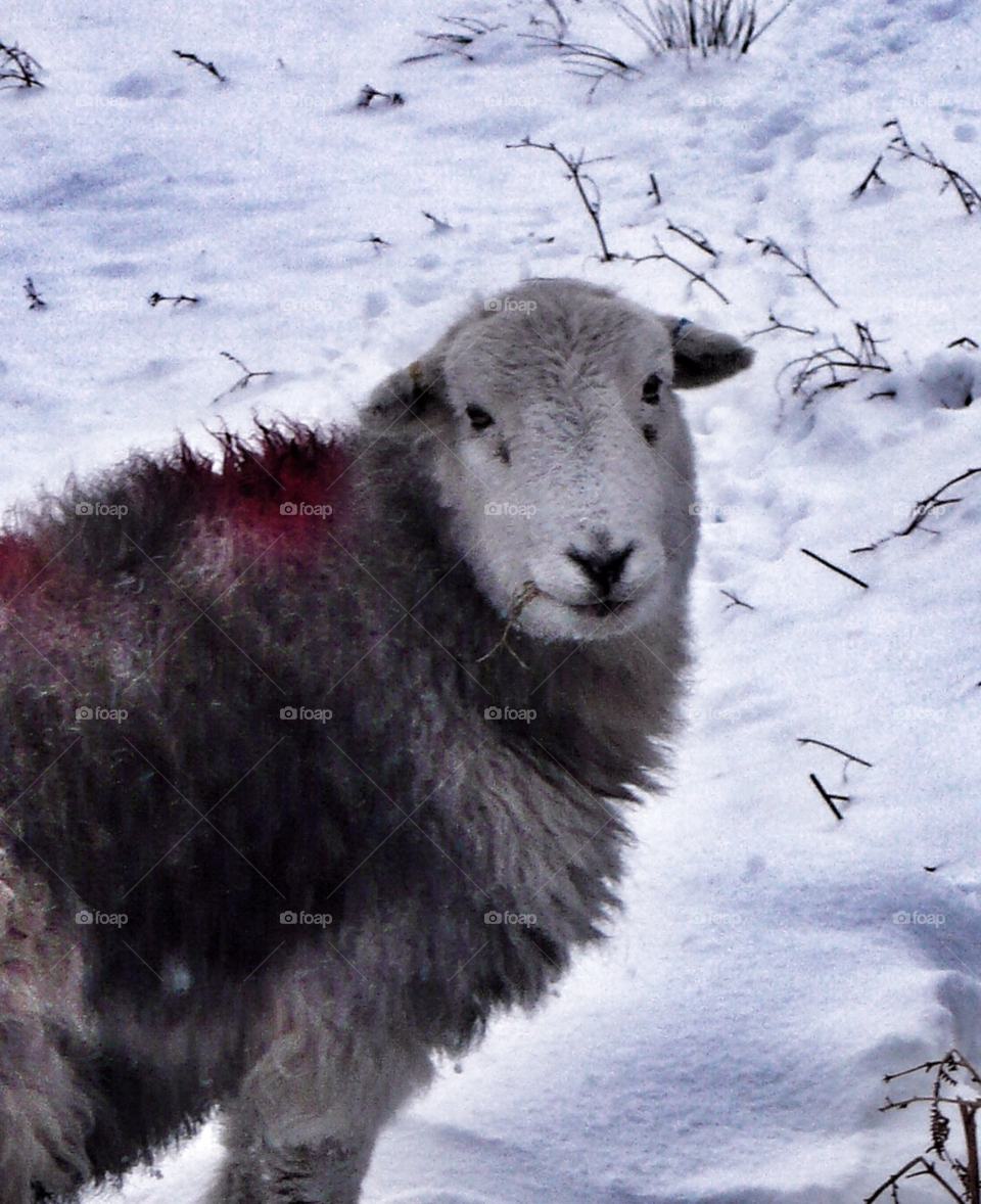 mountain sheep snow winter england by pandahat