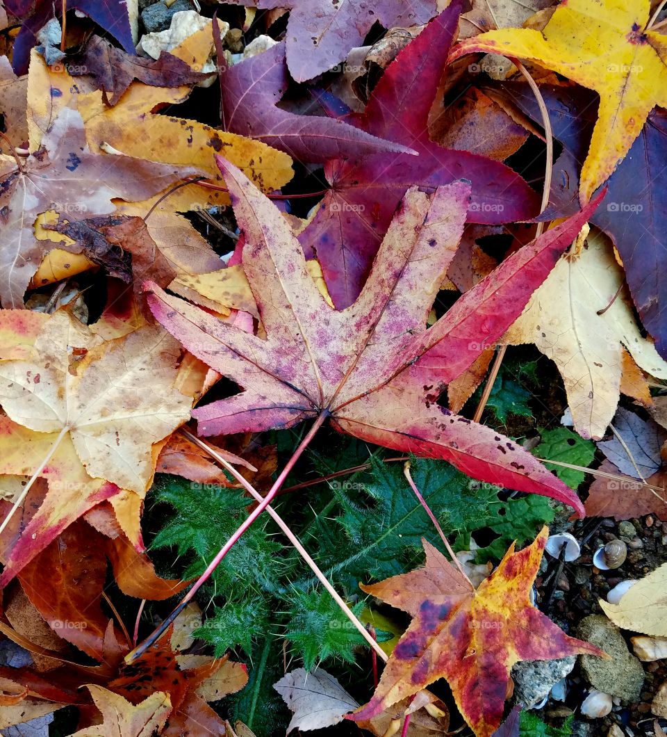 autumn leaves and green.  a contrast