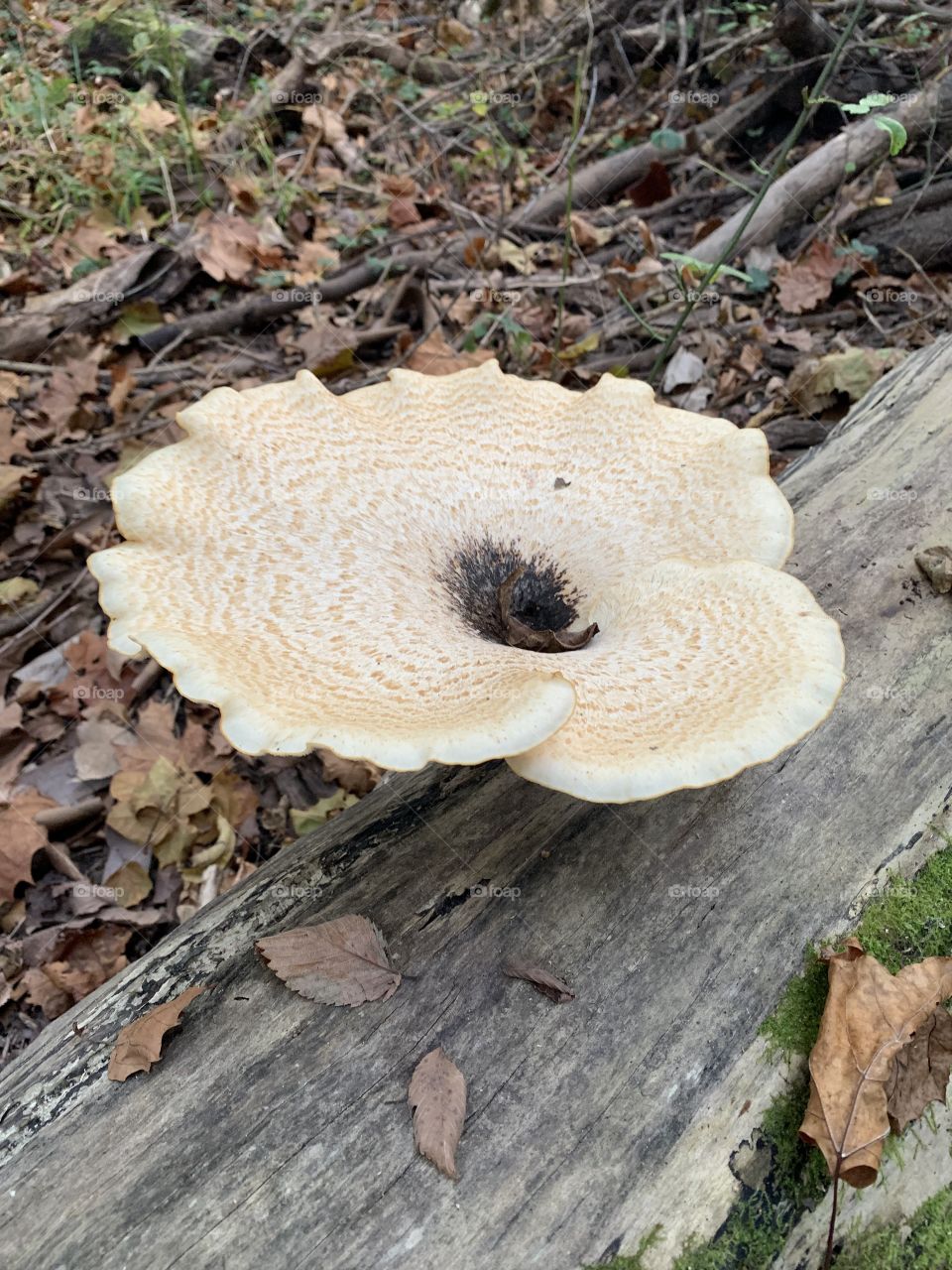 A gigantic fungus among us! What a beautiful fungi I found in the woods. Stunning! I love the log and the fall leaves in the background, too. 