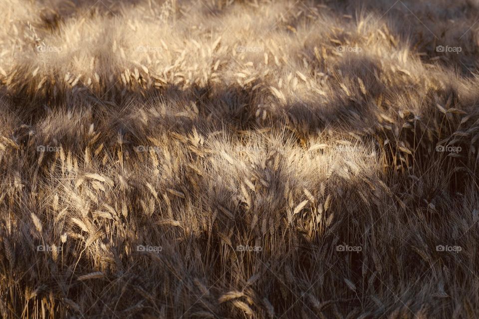 Shadows on a wheat field 
