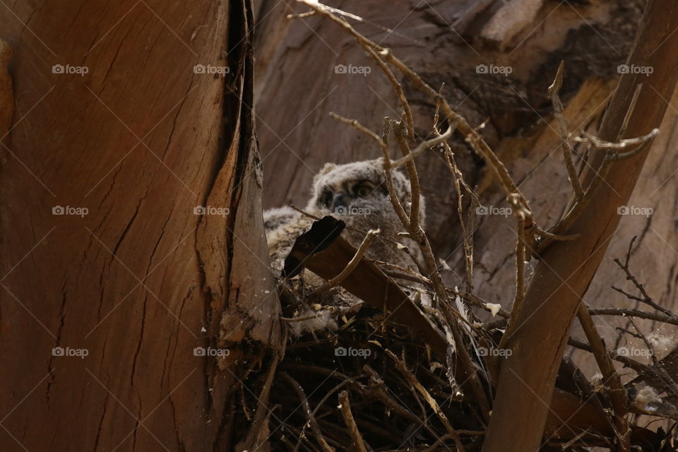 Owl portrait in tree by hiking path 