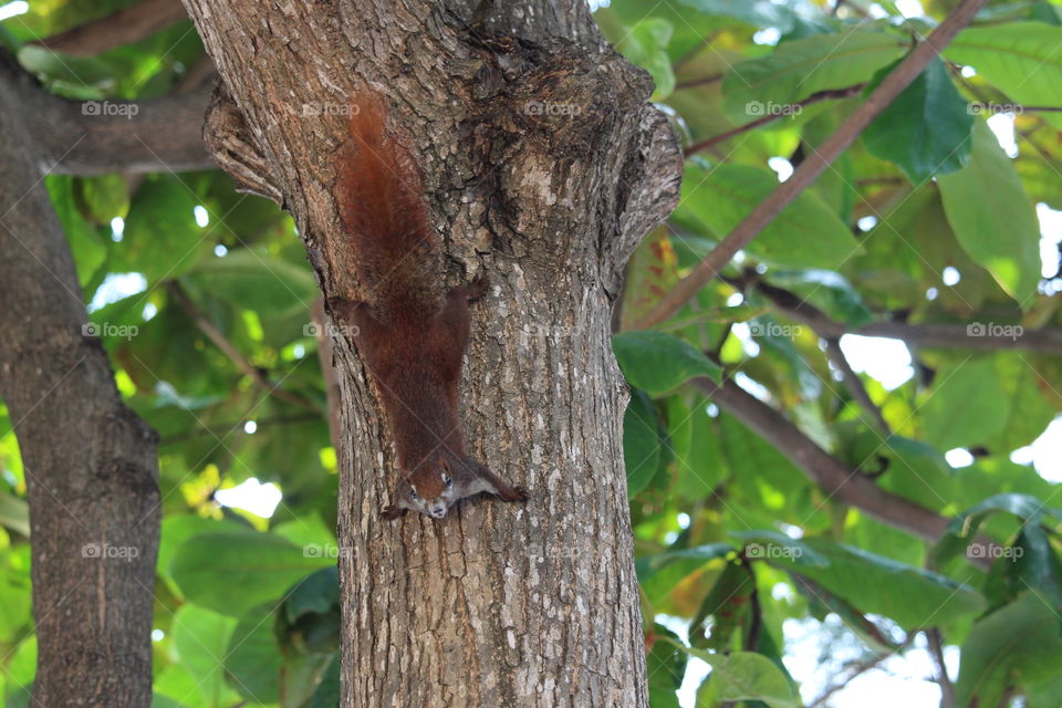Squirrel at tree on Jomtien beach Pattaya Thailand- January 2016