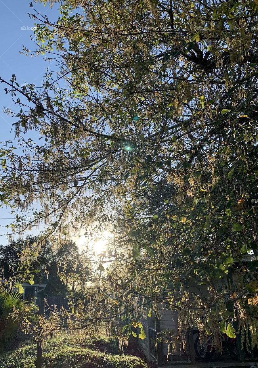 Sun through the trees