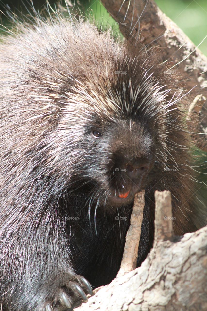 Porcupine 