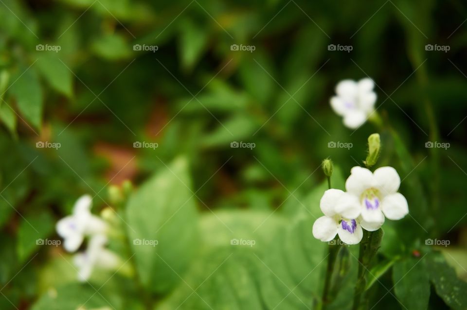 White flowers on blurred background with copy space 