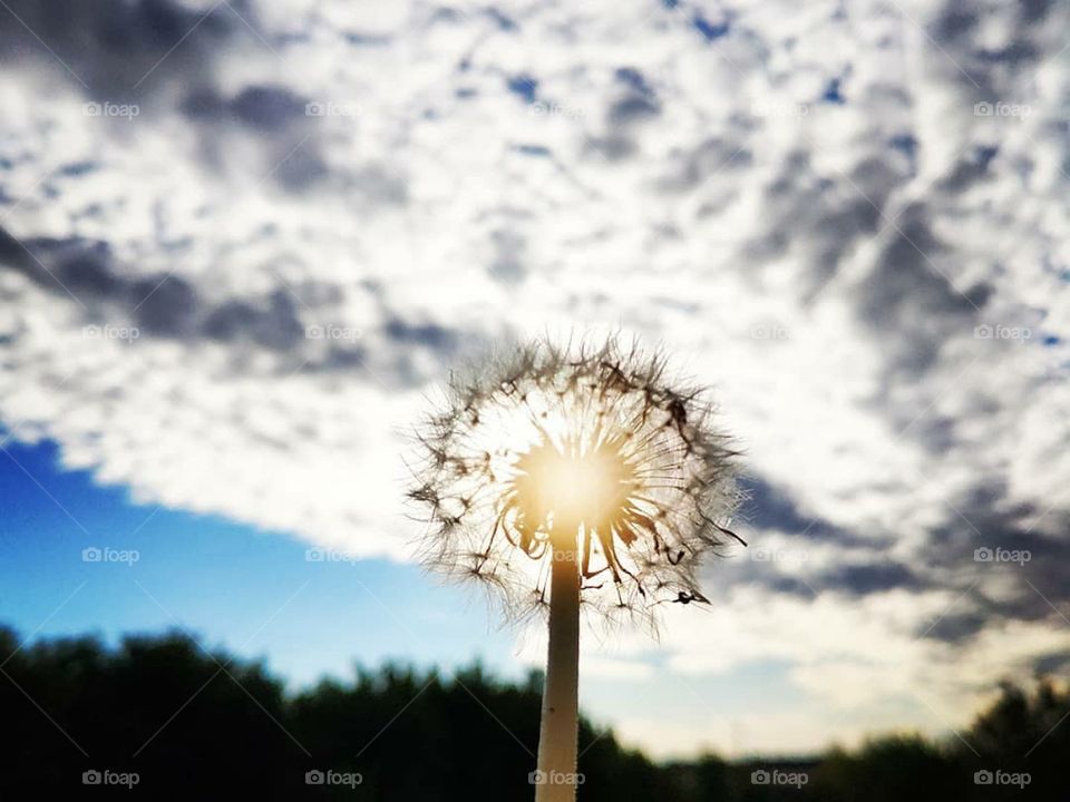 Dandelion