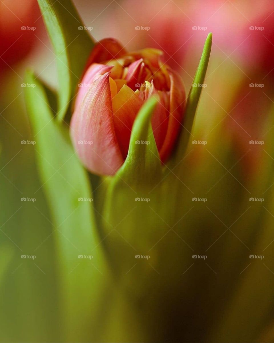 Tulip