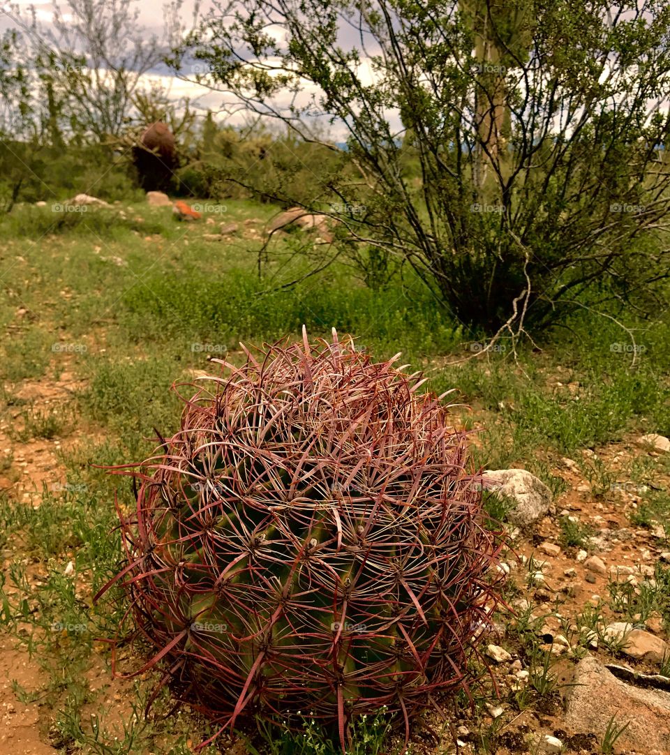 Red Round Cactus