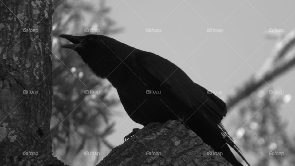 Closeup silhouette of black crow perched high on a tree crawing