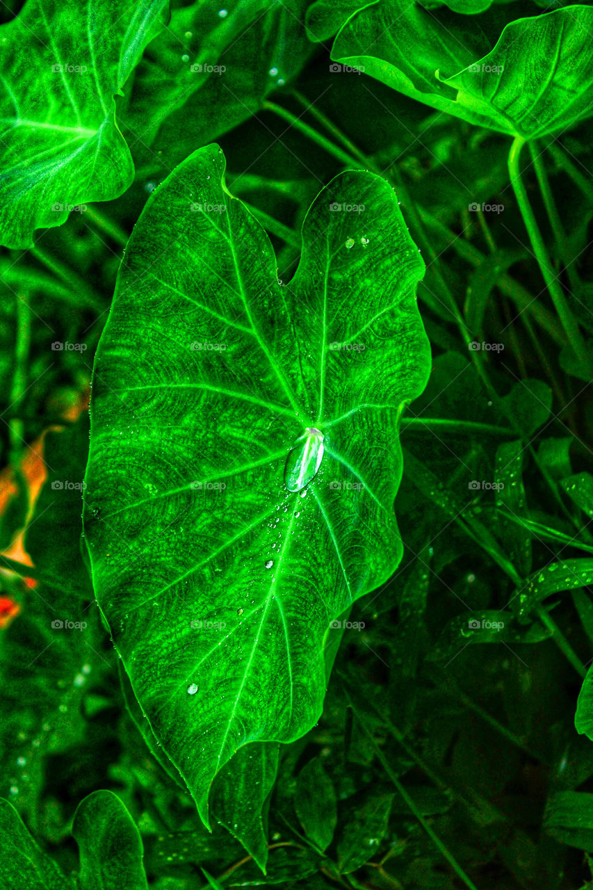 leaves with water drops