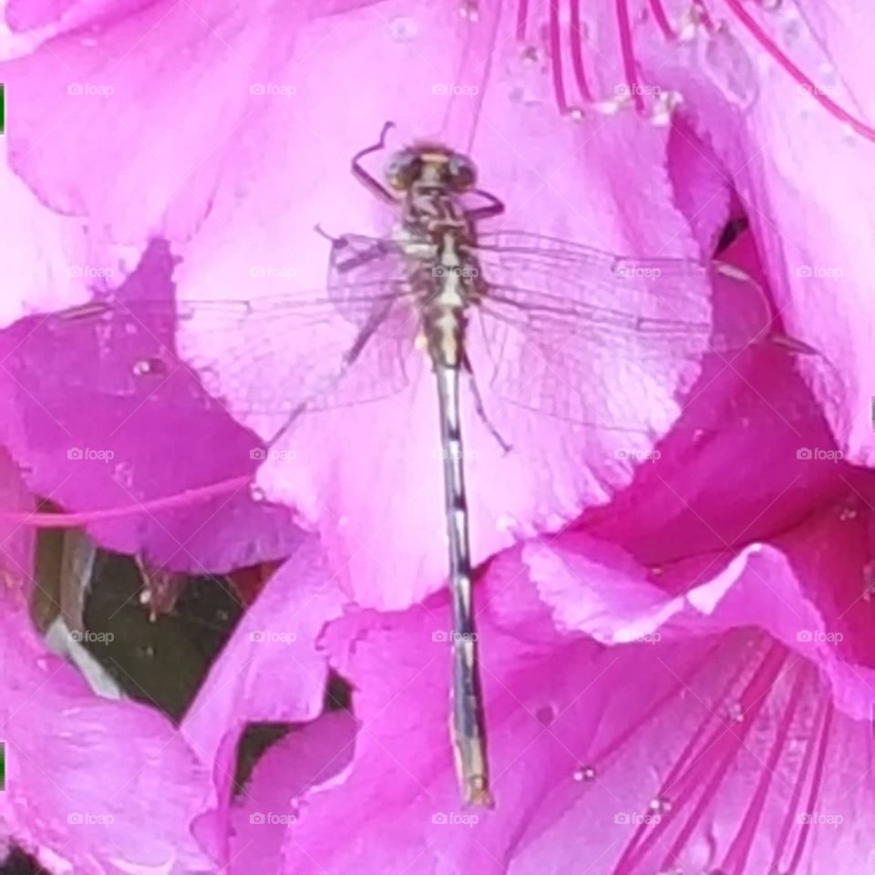 Dragonfly