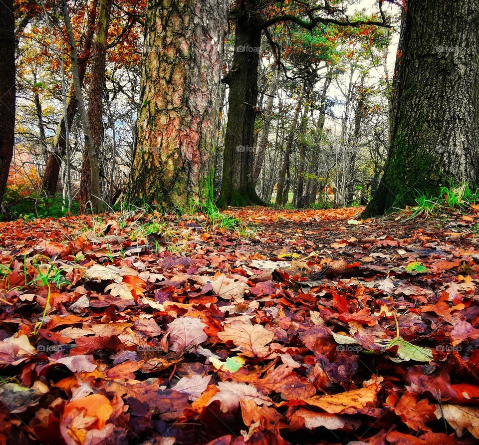The autumn forest floor