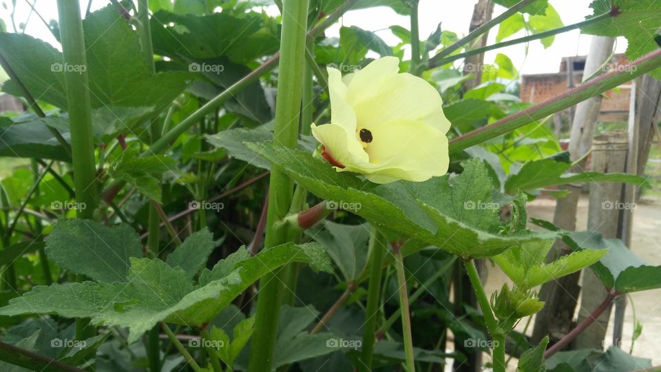 lady's fingers plants with flowers in the garden.