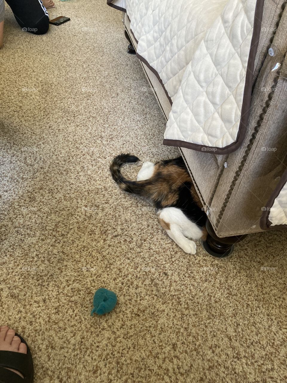 Where is my ball? It must be under here somewhere!