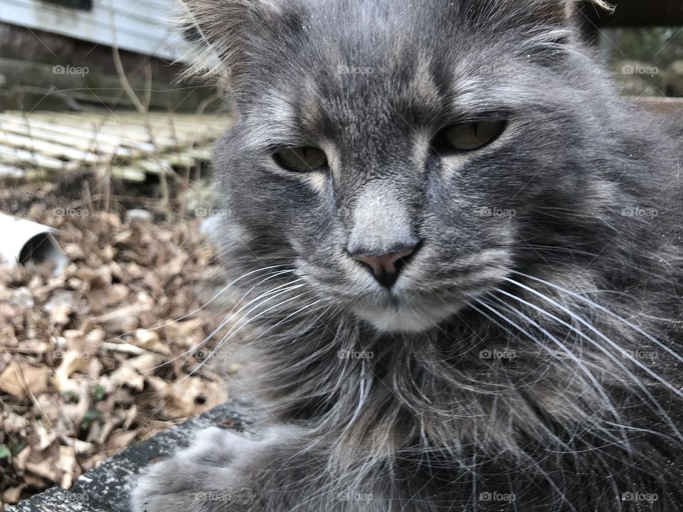 Cute gray kitty doing kitty things