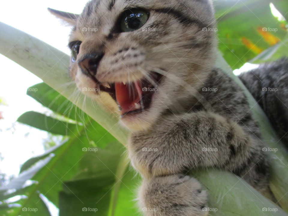 Cat Egyptian Mau