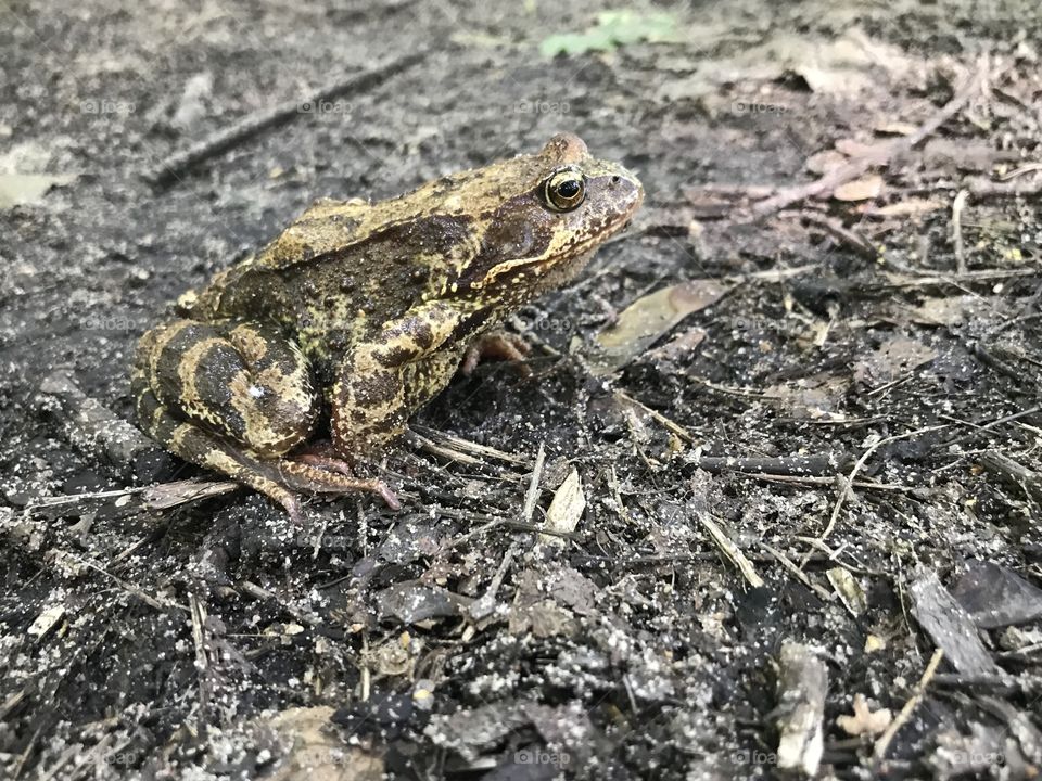 Forest toad