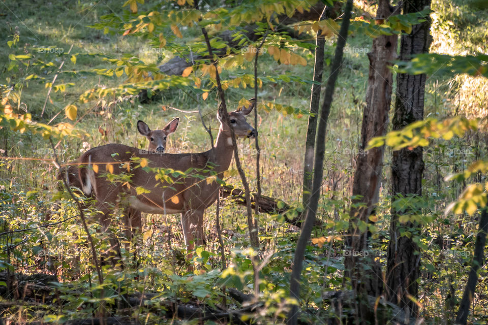 Two deer in the forest in Wisconsin