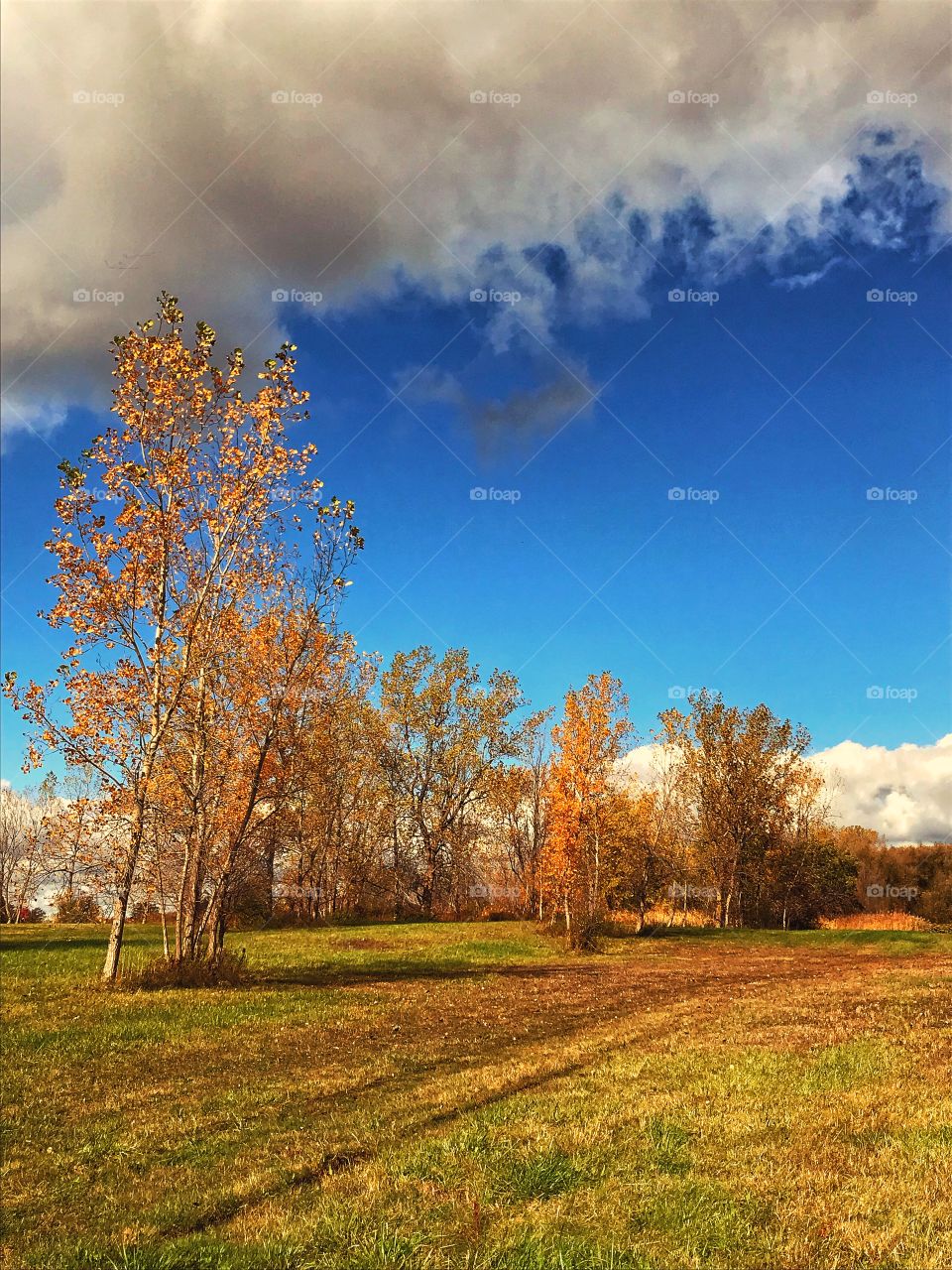 Cottonwood trees in the
Fall