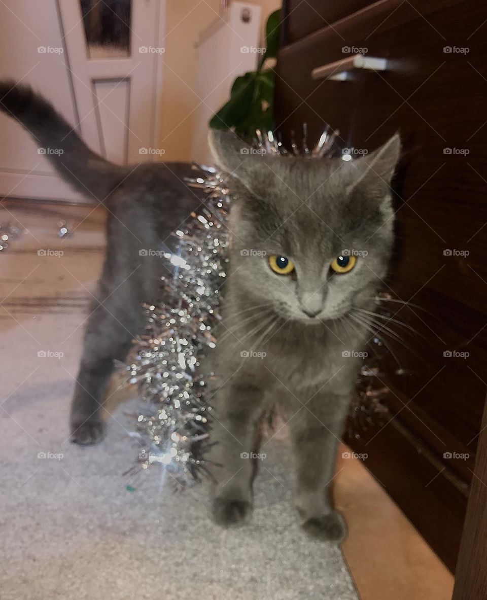 My kitty when she was little❤️🥹