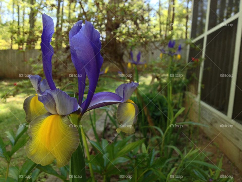 Iris in the yard