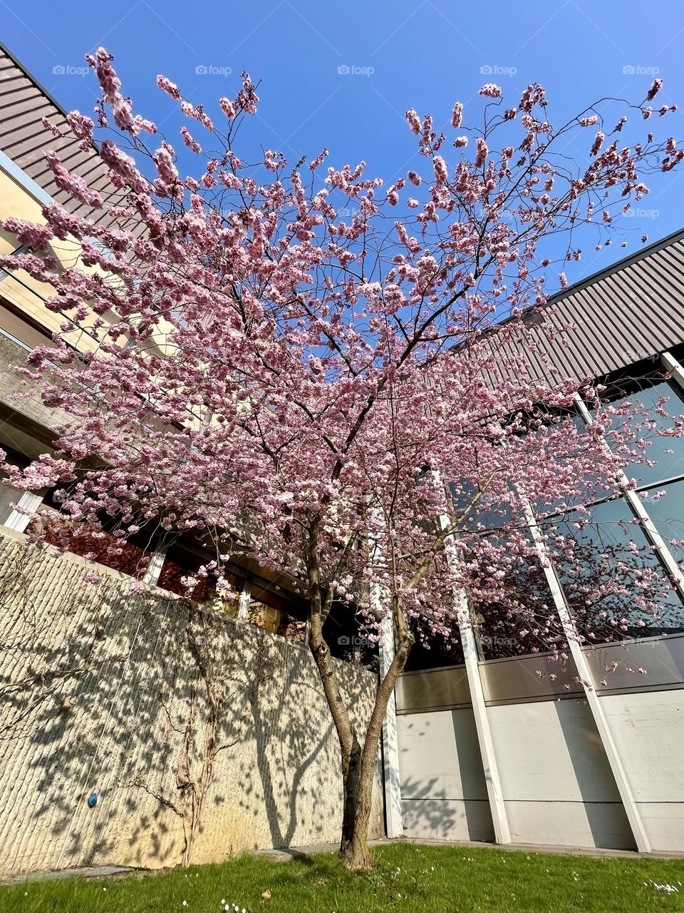 Prunus almond cherry tree blossom, spring trees blossom low angle view, pink trees flowers 