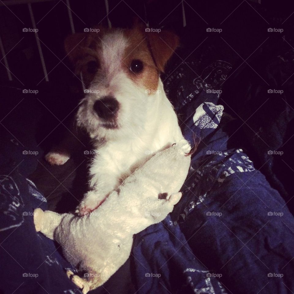 Jack russell terrier