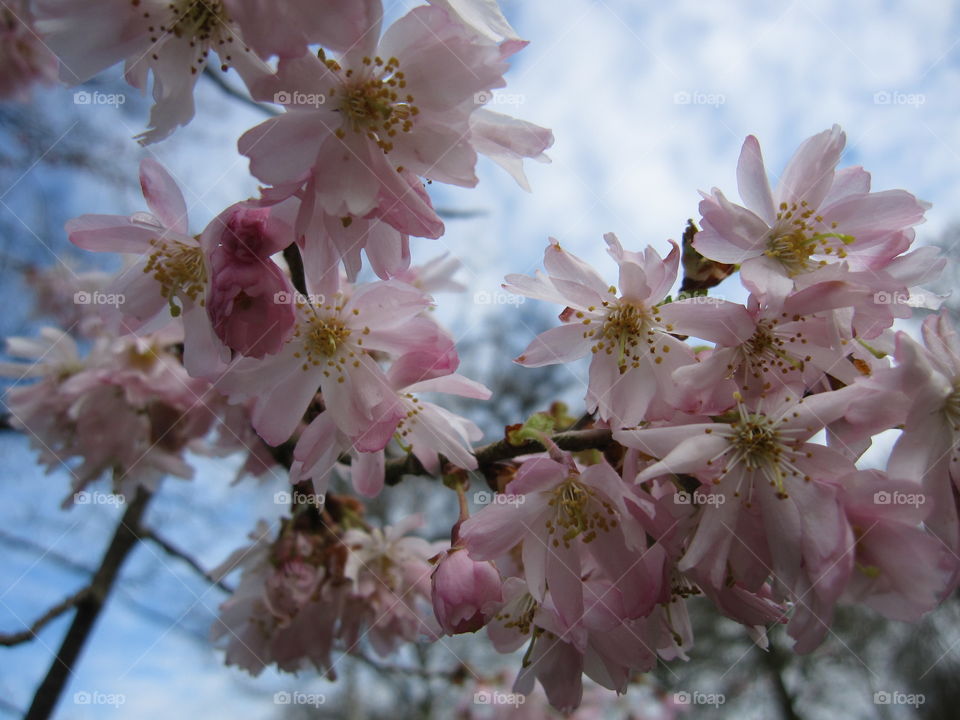 Flower, Cherry, Nature, Branch, Tree