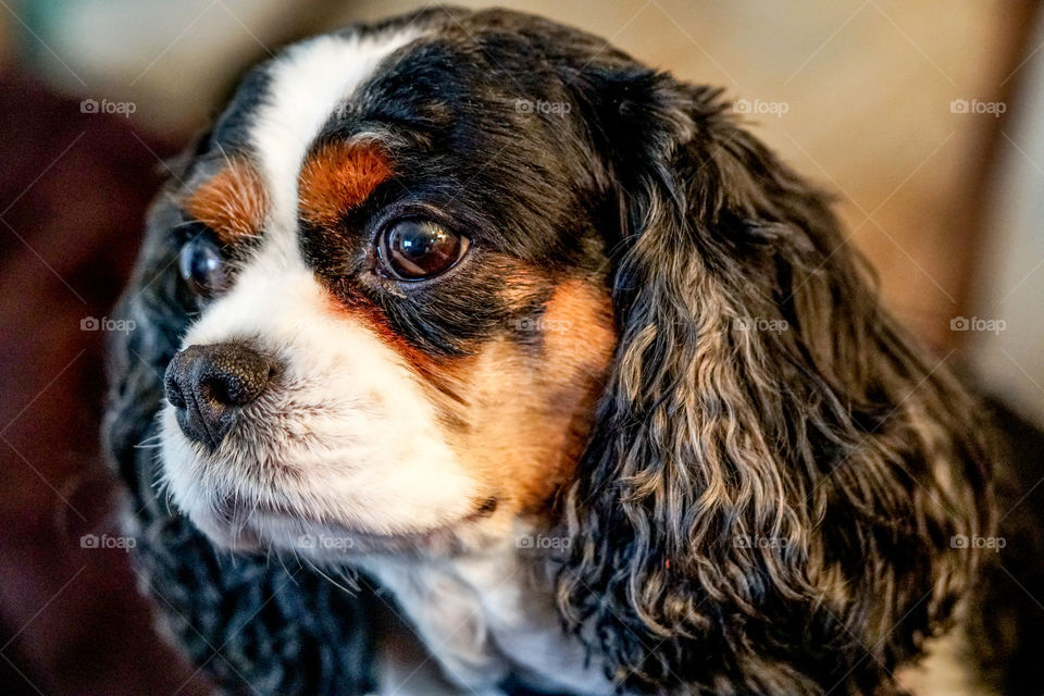 King Charles Cavalier