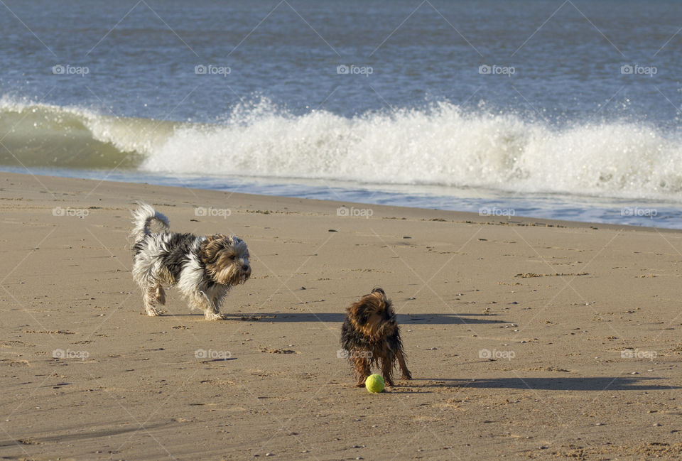 Two dogs playing at the beach